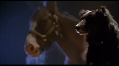 Babe, le cochon devenu berger