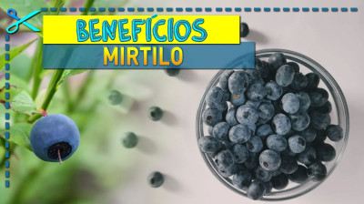 ? Benefícios do Mirtilo | Origem, Vitaminas e Receitas
