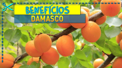 ? Benefícios do Damasco | Origem, Vitaminas e Receitas