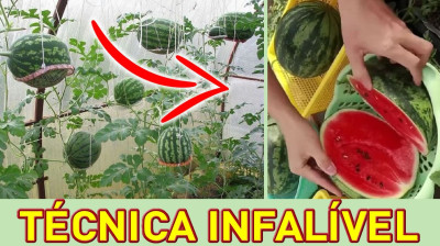 ? Como Plantar Melancia no Vaso em Casa Passo a Passo